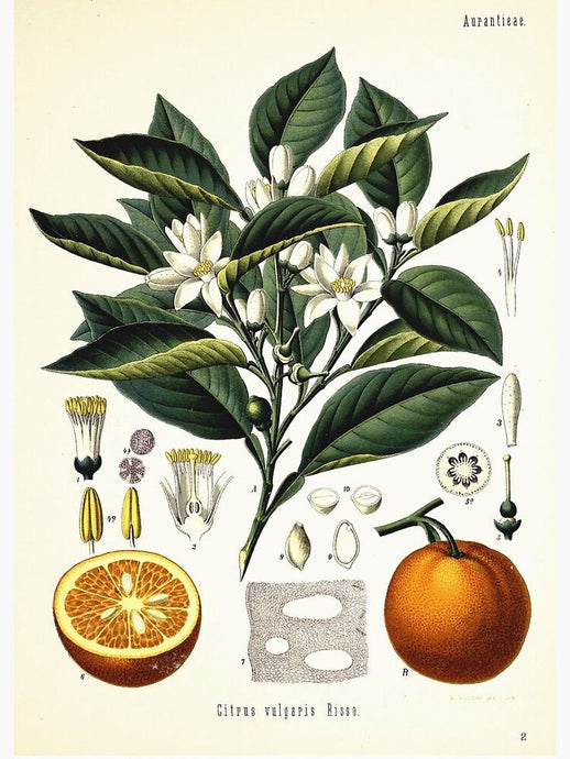 Herb Spotlight: Orange Peel